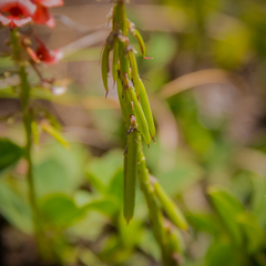 Indigofera dimidiata
