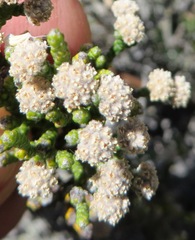 Brunia microphylla