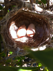 Gavicalis fasciogularis