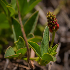 Indigofera dimidiata