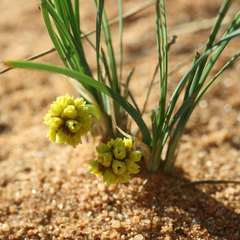 Lomandra collina