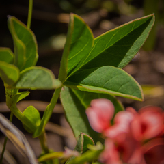 Indigofera dimidiata