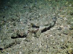Cymbacephalus nematophthalmus