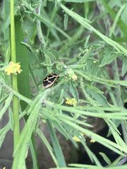 Eurydema gebleri