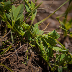 Indigofera dimidiata