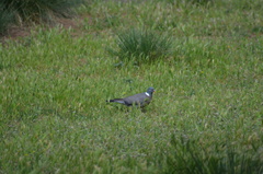 Columba palumbus