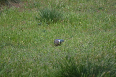 Columba palumbus