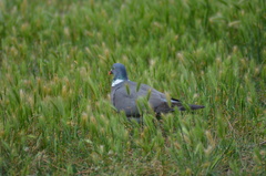 Columba palumbus