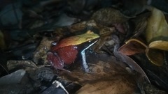 Mantella ebenaui