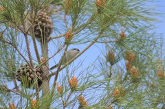 Curruca melanocephala