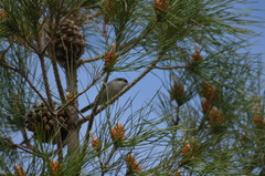 Curruca melanocephala
