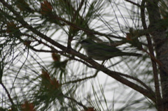 Curruca melanocephala