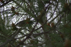 Curruca melanocephala