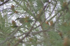 Curruca melanocephala