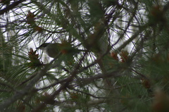 Curruca melanocephala