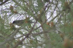 Curruca melanocephala