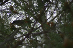 Curruca melanocephala