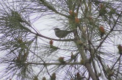 Curruca melanocephala