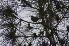 Curruca melanocephala