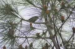 Curruca melanocephala