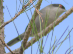 Curruca melanocephala