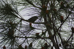 Curruca melanocephala