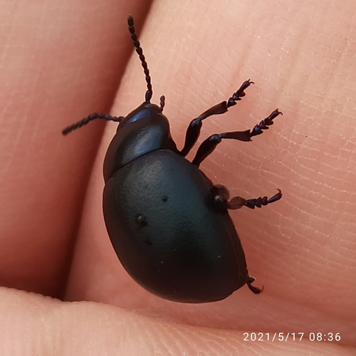 Timarcha tenebricosa
