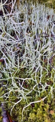 Usnea xanthophana