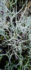 Usnea xanthophana