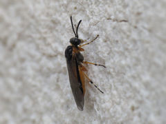 Athalia cordata