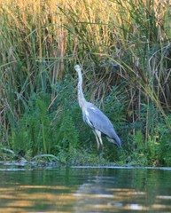 Ardea cinerea