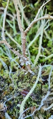 Usnea xanthophana