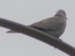 Streptopelia decaocto