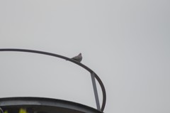 Streptopelia decaocto