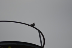 Streptopelia decaocto