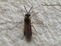 Athalia cordata
