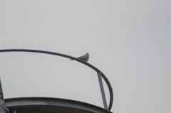 Streptopelia decaocto