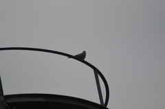 Streptopelia decaocto