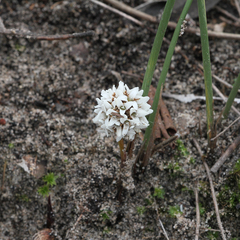 Lomandra juncea