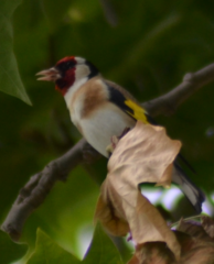 Carduelis carduelis