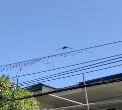 Collocalia marginata