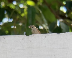 Passer montanus
