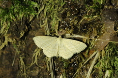 Scopula virgulata