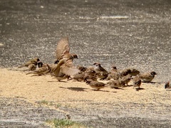 Passer montanus