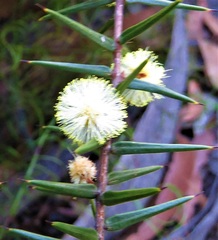 Acacia asparagoides