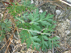 Kitagawia terebinthacea