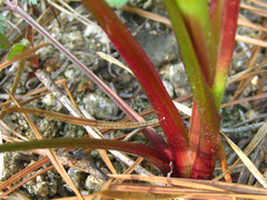 Kitagawia terebinthacea