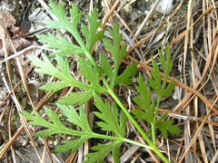 Kitagawia terebinthacea