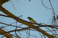 Carduelis carduelis