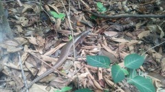 Zonosaurus haraldmeieri